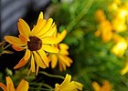 Black Eyed Susans