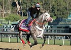 Taptowne <br><a target="blank" href="http://photos.bloodhorse.com/BreedersCup/2013-Breeders-Cup/Breeders-Cup/32986083_QMHXWK#!i=2874000828&k=ZgH5W2v">Order This Photo</a>