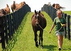 Albertine, dam of 1993 upset Breeders' Cup Classic (gr. I) winner Arcangues.