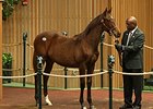 Hip 64, a War Front Colt, sold for $800,000 at the Keeneland November breeding stock sale.