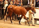 Record Price for Galileo Son at Tattersalls Record Price for Galileo Son at Tattersalls