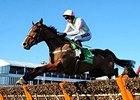 Faugheen Stays Undefeated With Cheltenham Win Faugheen Stays Undefeated With Cheltenham Win