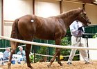 The sale topper, a chestnut yearling colt by Awesome Again, brought $210,000.