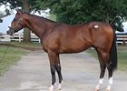 Hip 523, a half brother to Super Saver, brought $1.7 million.