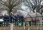Kentucky Derby winner Silver Charm at Old Friends Farm.