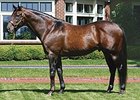 Preakness Winner Pine Bluff Confirmed Dead Preakness Winner Pine Bluff Confirmed Dead