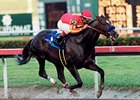 Stallion Captain Steve Dies in Japan Stallion Captain Steve Dies in Japan