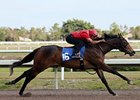 Hip No. 16, filly by Malibu Moon, out of Miz United States, worked an eighth in 10 seconds flat.<br><a target="blank" href="http://photos.bloodhorse.com/Workouts/Fasig-Tipton-Florida-Sale/28552472_78FLM8#!i=2420931313&k=jF2rxwX">Order This Photo</a>