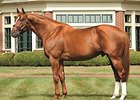 Schumer to Broker Sale of Interest in Curlin Schumer to Broker Sale of Interest in Curlin