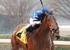 The Big Beast Gets a Florida-Bred Colt as First Foal The Big Beast Gets a Florida-Bred Colt as First Foal