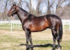2015 Stallion Showcase 2015 Stallion Showcase