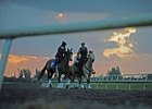 Palm Meadows