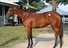 Filly Out of Take Charge Lady New Sale Topper Filly Out of Take Charge Lady New Sale Topper