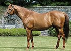 KY Derby Winner Thunder Gulch Pensioned at 23 KY Derby Winner Thunder Gulch Pensioned at 23