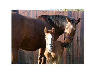 Kind and foal, a full brother to Frankel.