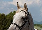 Silver Charm Pensioned, Returning to Kentucky Silver Charm Pensioned, Returning to Kentucky