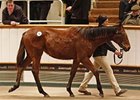 Lot 761, a filly by Sea The Stars, brought 320,000 guineas at the Tattersalls December foal sale Nov. 28.