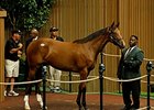 Hip 80, a filly by Malibu Moon out of Hollywood Story, sold for $1.35 million.