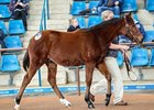 Lot 71, a Fastnet Rock colt out of Promptness, by Eddington, was the highest priced weanling at Aust$240,000.