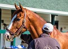Shackleford Shackleford