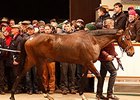 Just The Judge sold for 4.5 million guineas on Dec. 2 during the second session of the Tattersalls December sale.