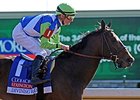 Divining Rod Convincing in Coolmore Lexington Divining Rod Convincing in Coolmore Lexington