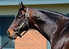 Bernardini