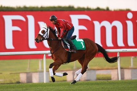 Gentildonna works at Meydan in preperation for the 2013 Dubai World Cup races.
