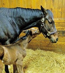 Rachel Alexandra, Foal Taken to Vet Facility Rachel Alexandra, Foal Taken to Vet Facility