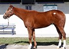 Beloveda, Hip 105, sold for $205,000 at the FTK Winter Mixed Sale.