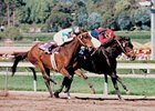 Champion Hollywood Wildcat Dies Champion Hollywood Wildcat Dies