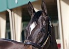 Lady Clara, a 3-year-old daughter of Hard Spun, was the top seller on the day, bringing $240,000.