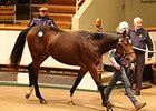 Lot 191 by Rip Van Winkle out of Aurelia.