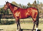 Danehill