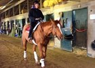 Wise Dan Back Under Tack March 4, 2015 Wise Dan Back Under Tack March 4, 2015