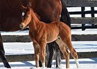 First Reported Foal for Our Entourage First Reported Foal for Our Entourage