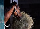 Feeding Racehorses Feeding Racehorses
