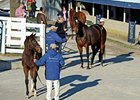 Keeneland January Sale Ends With Major Gains Keeneland January Sale Ends With Major Gains