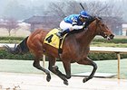 The Big Beast Maryland's Horse of the Year The Big Beast Maryland's Horse of the Year