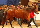 Esentepe, lot 1542, was the top price at the Tattersalls December mare sale.