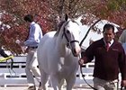 Keeneland November: Day 1 Recap Keeneland November: Day 1 Recap