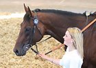 Tattersalls July Sale Off to Strong Start Tattersalls July Sale Off to Strong Start