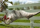 Eastern tent caterpillars