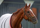 Wise Dan after working out at Saratoga Race Course in preparation for the Grade II Bernard Baruch Handicap.