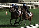Reigning Hong Kong Horse of the Year Military Attack (left) runs in the Hong Kong Cup.