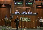Hip 105, a yearling filly by The Factor, brought $190,000 to top the consignor preferred session of the Ocala Breeders' Sales Co.'s winter mixed sale.