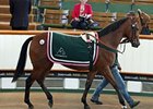 Market Demand Drives Tattersalls July Gains Market Demand Drives Tattersalls July Gains