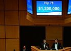 Fashion Plate, Hip 78, sold for $1 million at the F-T November Sale.
