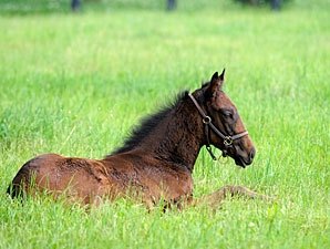 Feb. 1 is Deadline to Name Foals of 2009 Feb. 1 is Deadline to Name Foals of 2009