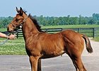 Palace Malice